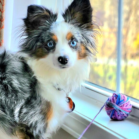 Meet your Posher, Willameenablue - Picture 5 of 9